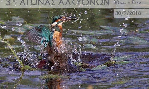 ΟΙ ΣΥΜΜΕΤΟΧΕΣ ΓΙΑ ΤΟΝ ΑΓΩΝΑ ΤΩΝ ΑΛΚΥΟΝΩΝ
