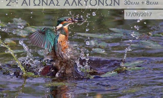 17/9/2017 2ος Αγώνας Δρόμου 30χλμ «Ο ΔΡΟΜΟΣ ΤΩΝ ΑΛΚΥΟΝΩΝ» & παράλληλος Αγώνας 8χλμ